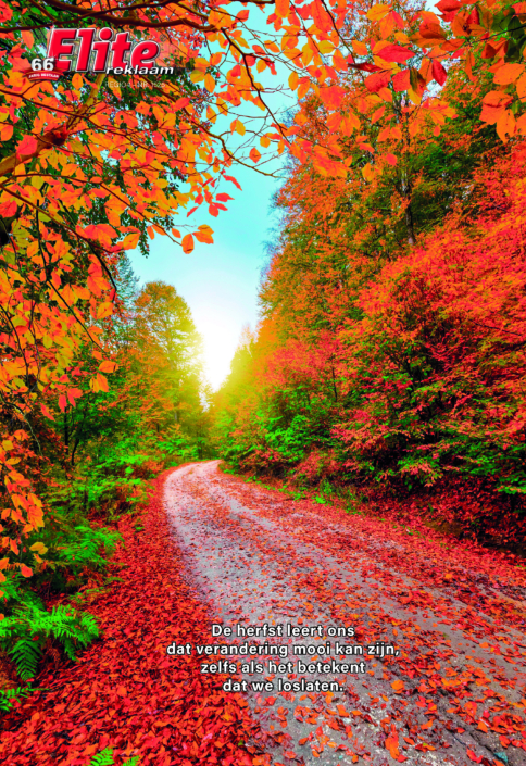 De herfst leert ons dat verandering mooi kan zijn, zelfs als het betekent dat we loslaten.